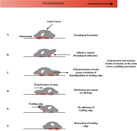 Numerous stages in the actin-dependent protrusion of pseudopodia which... | Download Scientific ...