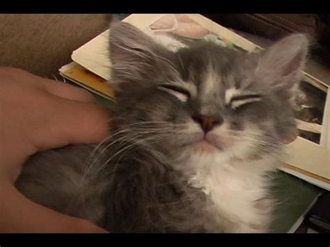 Kittens Purring - YouTube