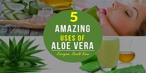 Aloe Vera Gel Benefits, Everyone Should Know 5 Amazing Uses of Aloe Vera - The Stylish Life