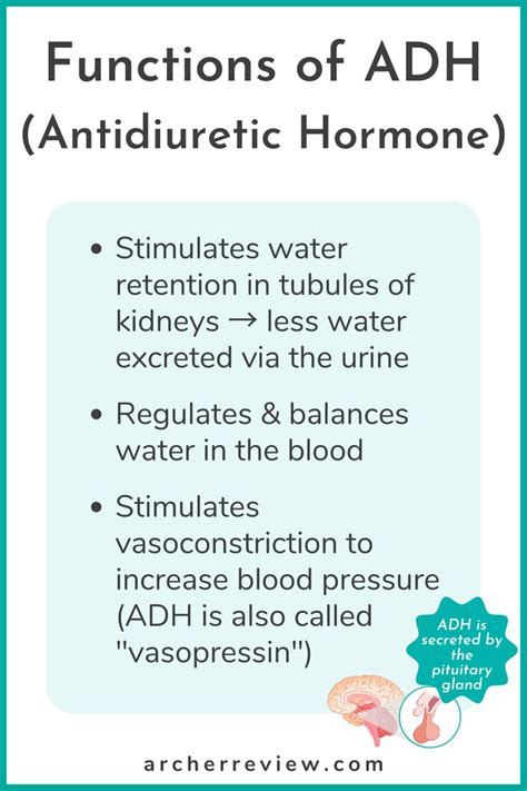 NCLEX Tip: Functions of Antidiuretic Hormone (ADH)