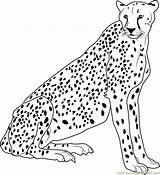 Cheetah Coloring Pages Baby Kids Print Printable Color Drawing Cute  sketch template