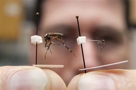 Ann Arbor's heavy summer rains 'ideal' for big, biting gallinipper mosquito