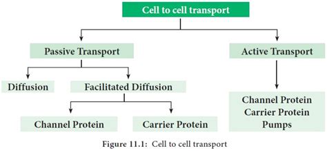 Cell to Cell Transport - Transport in Plants