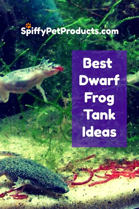 Best DIY African Dwarf Frog Tank Setup For 2020! - Spiffy Pet Products | Dwarf frogs, Frog tank ...