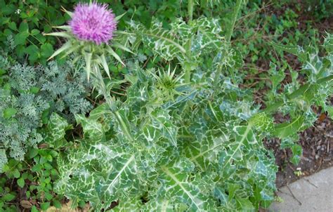 Buy Milk Thistle Tea: Benefits and Side Effects | Herbal Teas Online