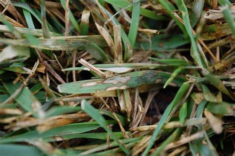 Turf: Brown Patch | Center for Agriculture, Food, and the Environment at UMass Amherst