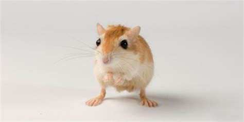 Pallid Gerbils - The Pallid gerbils are a species of gerbil from North ...