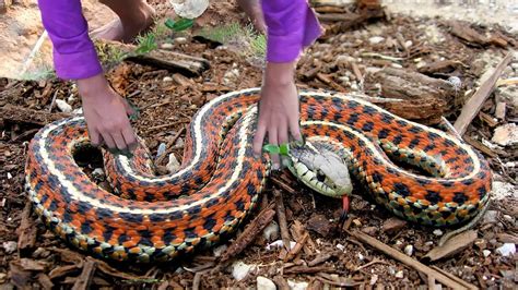 Wow !! Amazing Catch Snake With The Hole Snake Trap in Siem Reap - YouTube