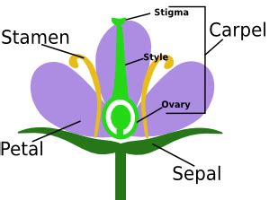 Function Of Flower In Plants | Best Flower Site