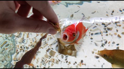 Feeding Goldfish | Hand-Feed Fish - YouTube