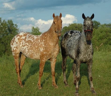 17 Best images about Appaloosa Friesian on Pinterest | A well ...