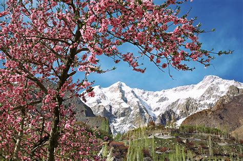 Pictorial: Cherry Blossom in the Hunza Valley – Karakorum Expeditions