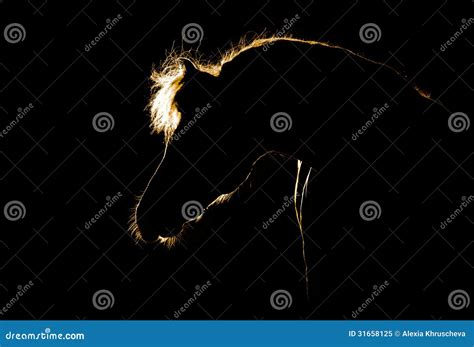 Horse silhouette on black stock image. Image of portrait - 31658125