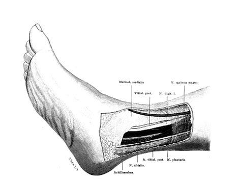 Leg Veins Veins Arteries In The Old Book Atlas Der Anatomie By Fischer 1894 Jena Stock ...