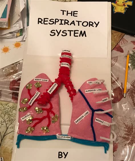 Respiratory System Model Project