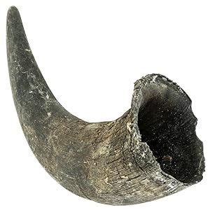 Amazon.com: Large American Bison Buffalo Horns