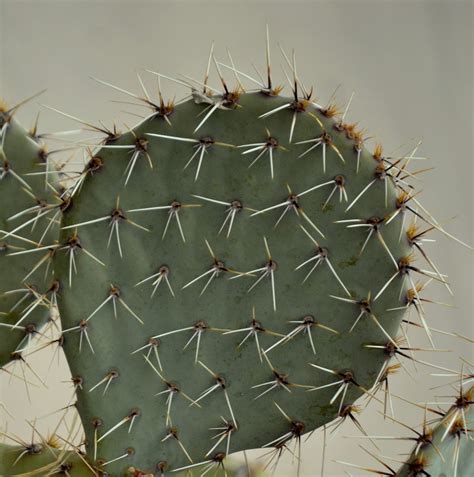 Wild West History: Prickly Pear Cactus--the Texas State Plant