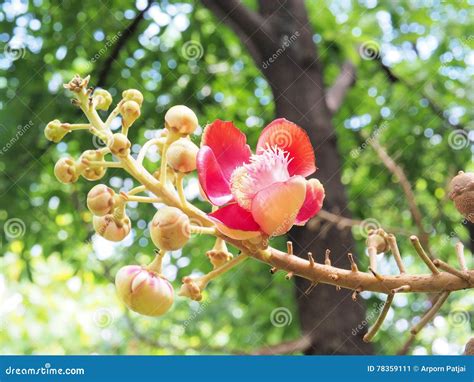 Sal.Sal Tree. Sal of India,Close Up Beautiful Flower. Cannonball Stock Image - Image of park ...