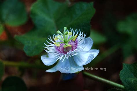 Passiflora foetida | Love in a mist | Wild water lemon