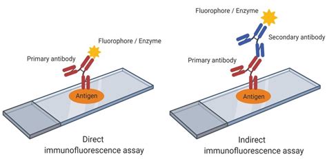 Principle for direct and indirect immunofluorescence assay [Figure... | Download Scientific Diagram