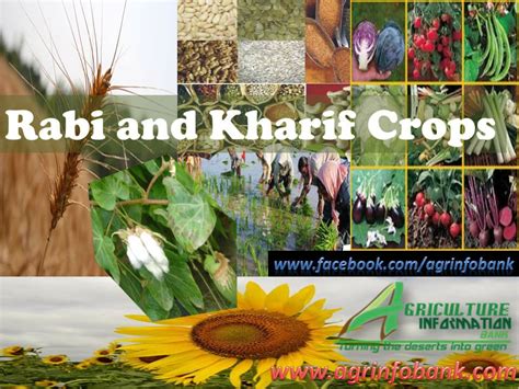 Rabi and Kharif Crops | Agriculture Information Bank