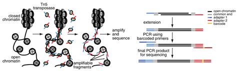 ATAC-Seq Service, Chromatin Analysis Service - Epigenetics