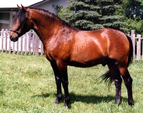 Chestnut Horse Facts with Pictures | HorseBreedsPictures.com