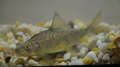 On Endangered Species Day, Utah fish shows that comebacks can happen | KUTV