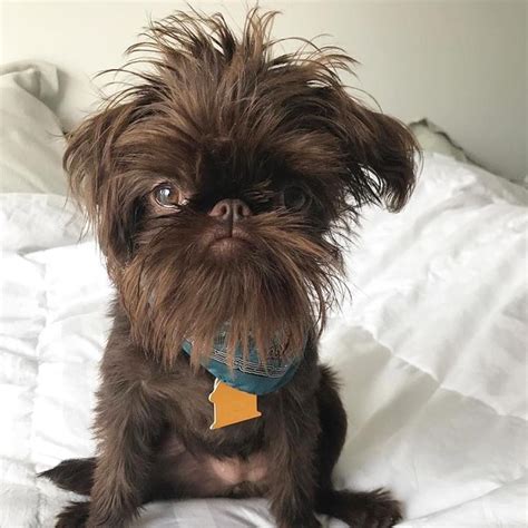 Featured Griff @itsallaboutmila Follow and tag #grumpygriffons . . . . . . . #brusselsgriffon # ...