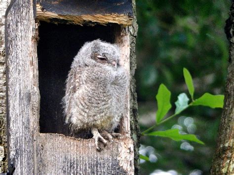 Owl Box Plans - Learn About Owl House Design And Owl Nest Box Placement