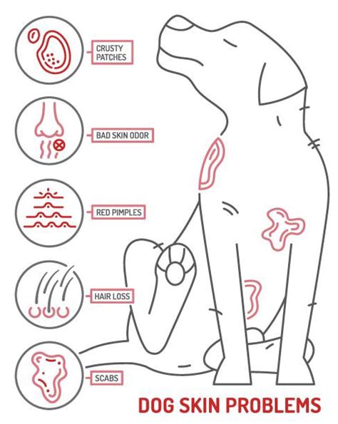 Seborrhea In Dogs: Symptoms, Causes, Treatment, And FAQs, 41% OFF