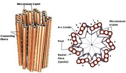 Knowledge Class: Centrioles in 2024 | Cell biology, Cell model, Animal ...