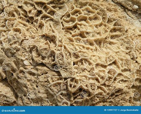 Coral Reef Fossil Royalty Free Stock Photography - Image: 13997727