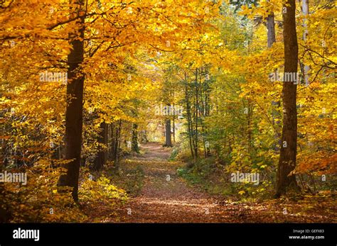 Black Forest, Baden-Baden Stock Photo - Alamy