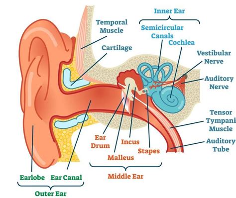 Diagram of the anatomy of the ear | Ear diagram, Inner ear diagram, Human ear