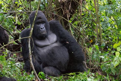 Best Gorilla Tracking Tips - top gorilla trekking tips, congo gorilla trekking