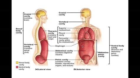 Chapter 1.6 Body Cavities and Membranes BIO201 - YouTube