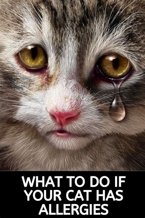 What To Do If Your Cat Has Allergies | Cat allergies, Cats, Cat allergy ...