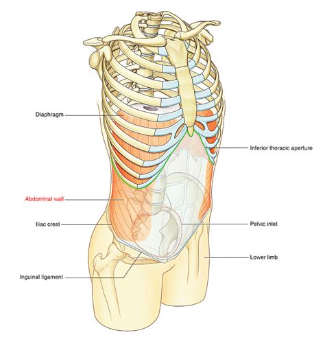 Easy Notes On 【Abdominal Wall】Learn in Just 3 Minutes! – Earth's Lab