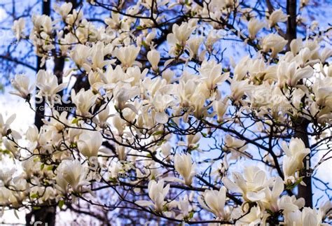 White magnolia. Creamy blossom of white magnolia tree. Beautiful... | White magnolia tree ...