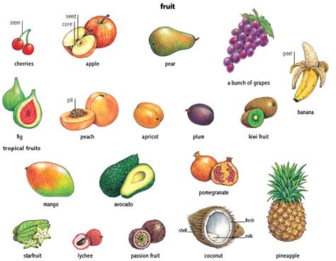 peach noun - Definition, pictures, pronunciation and usage notes | Oxford Advanced American ...