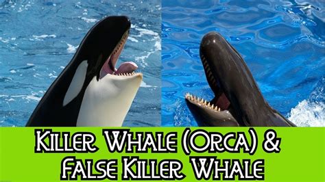 Killer Whale & False Killer Whale - The Differences - YouTube