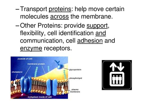 Cell Structure & Function - ppt download