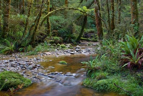 Kahurangi National Park, NZ – deanstarnes.com