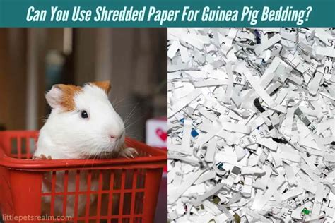 Can You Use Shredded Paper For Guinea Pig Bedding? - Little Pets Realm