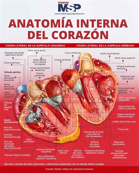 Anatomía interna del corazón - Infografía