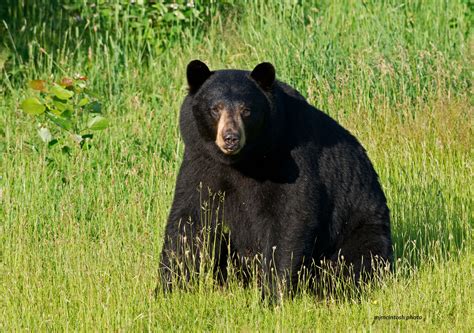 Why Do People Fear Bears? | Wise About Bears