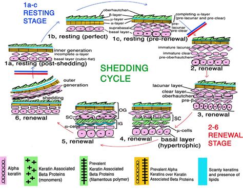 Schematic drawing featuring the interpretation on the general process ...