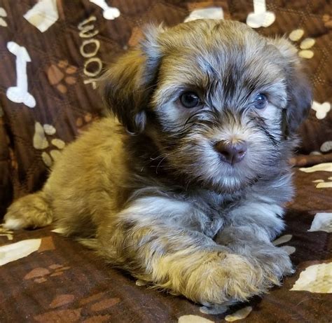 ~2 Cute Havanese Puppies~ Kody, a chocolate sable male. Summer 2018 | Puppies, Havanese puppies ...