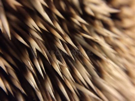 Hedgehog quills stock image. Image of exotic, africanhedgehog - 55473741